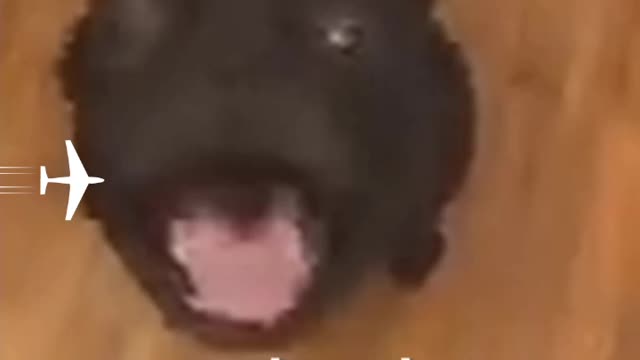 Best cat video of 2021 (Cute and funny cats)#catmeow #shorts
