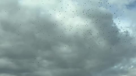 Flock of birds/ beautiful nature #nature #birds #sky #flying