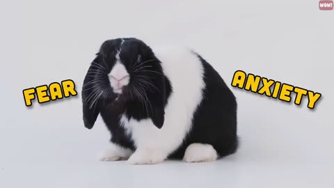 15 Things Rabbits Hate the Most