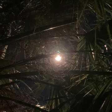 Palm Tree During Nighttime