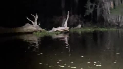 Church bells in the Louisiana swamp