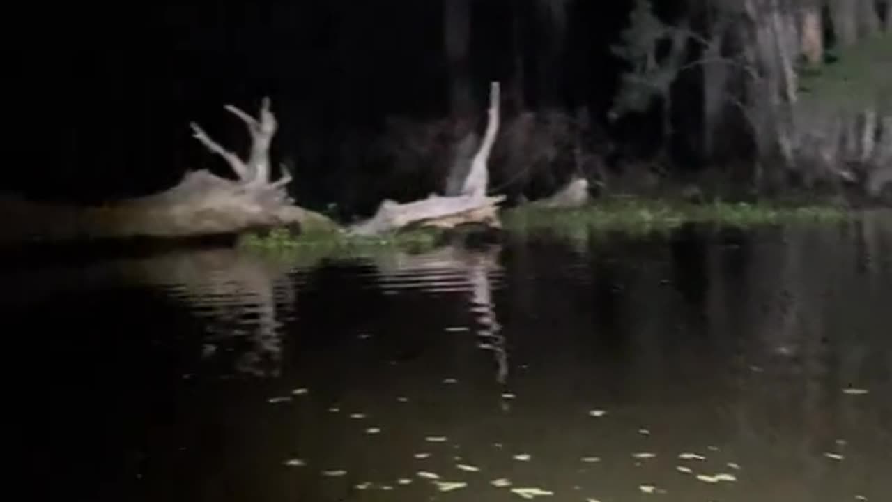 Church bells in the Louisiana swamp