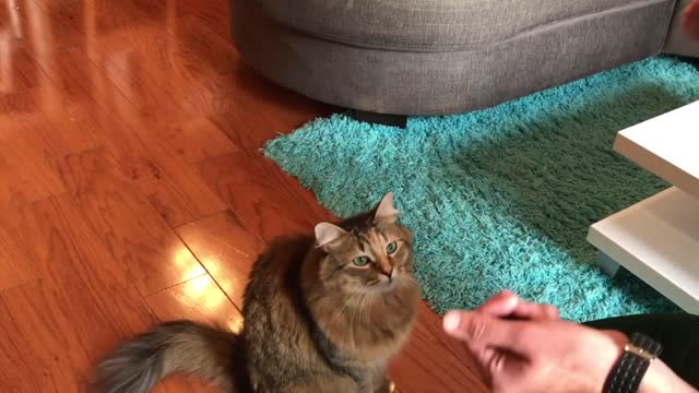 How to teach your cat to shake hand.