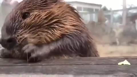 Studies show that watching a beaver eat cabbage lowers stress by 17%