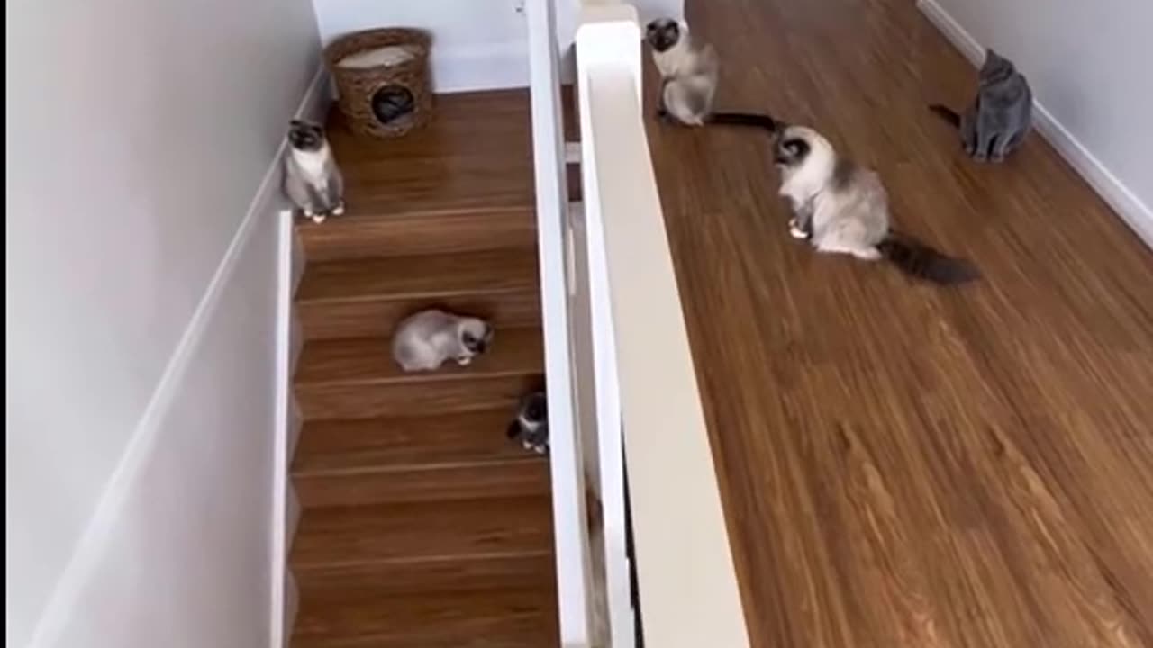 Funny Cats