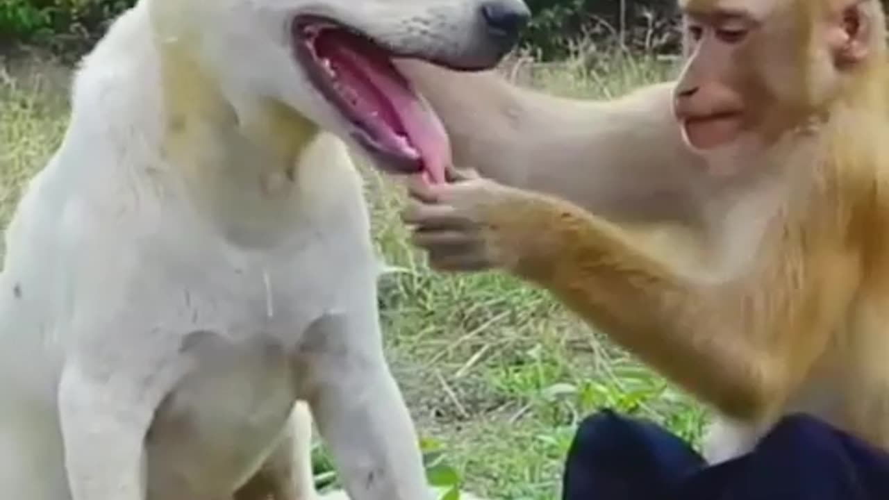 Funny dog and animal rumble