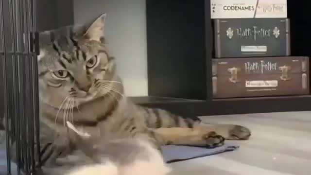 Miaw miaw piw piw piw 👊🤣🤣🤣