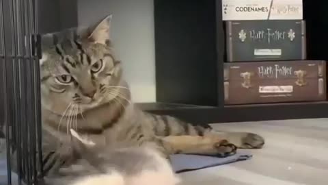 Miaw miaw piw piw piw 👊🤣🤣🤣