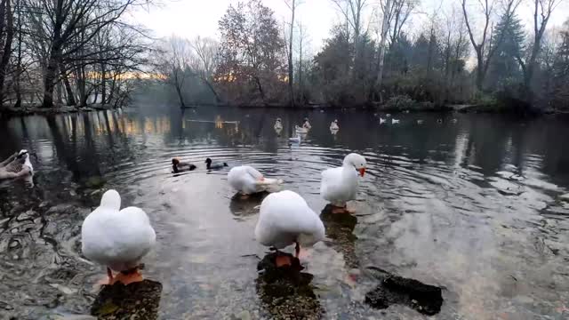 Lake with Birds