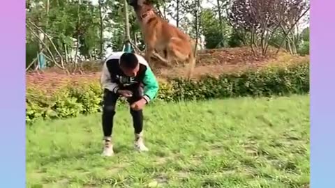 Malinois funny