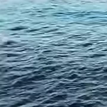 Egypt shark attack: How rare are fatal maulings at Red Sea resorts?