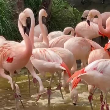 It's isn't FlamingoFriday without a flamboyance feed!