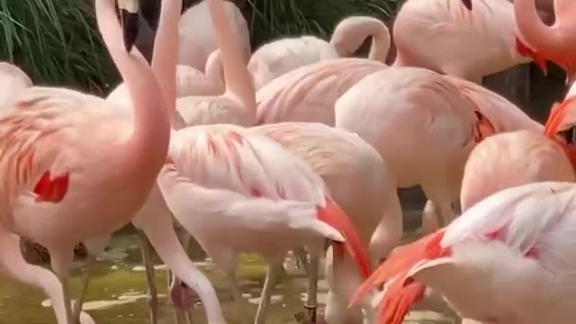 It's isn't FlamingoFriday without a flamboyance feed!