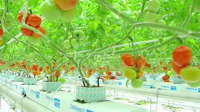 Red ripe tomatoes