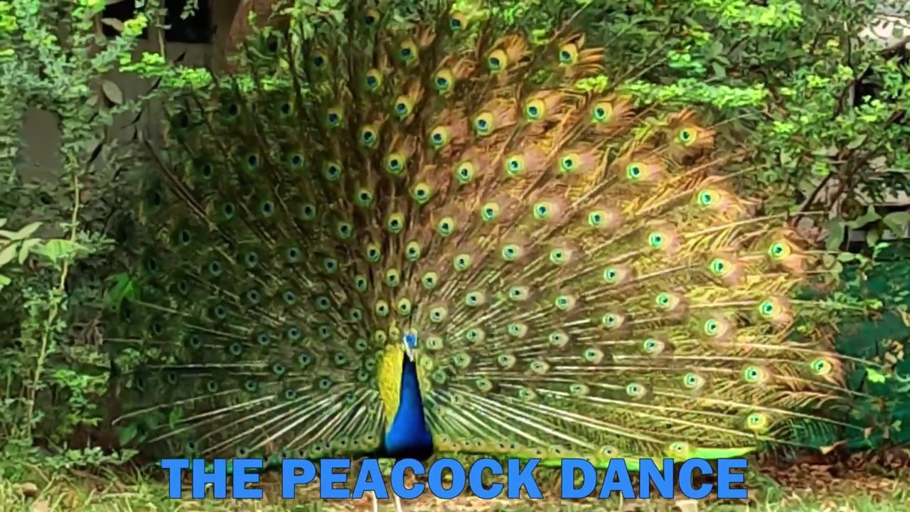 Beautiful Peacock Dance