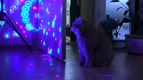 Disco Cat