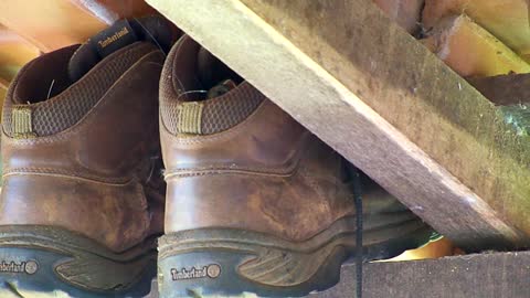 Baby Birds In A Boot