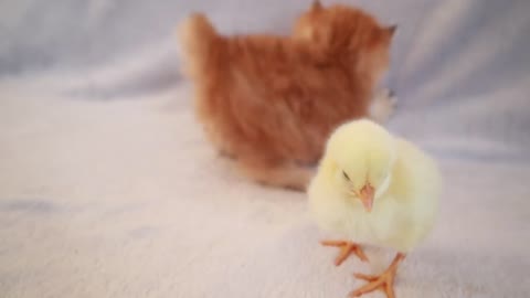 Kitten walks with cute chick