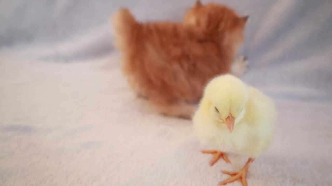 Kitten walks with cute chick