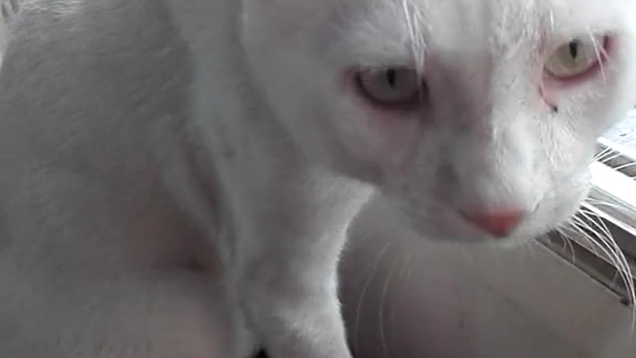 Mama Cat Grooming her cute little kittens.