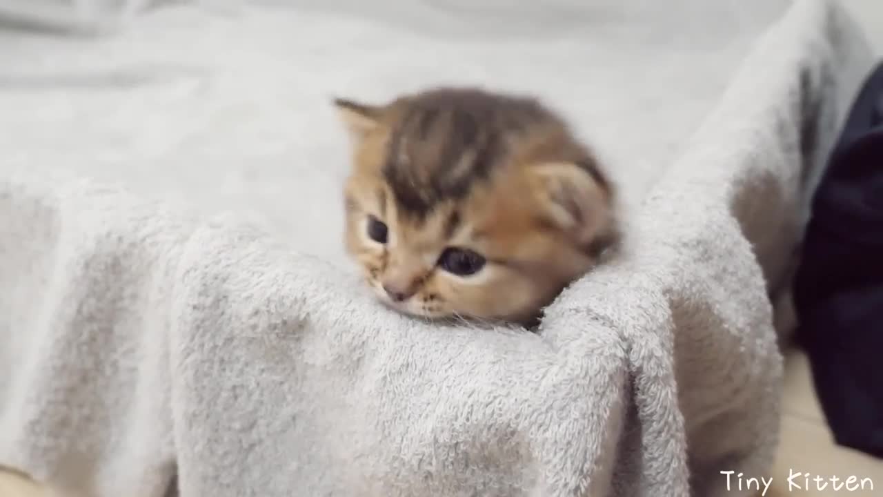 A daddy cat with a curt attitude and a doting mother cat
