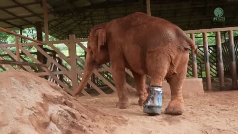 Touching Moment Elephant Get Prosthetic Leg For The First Time