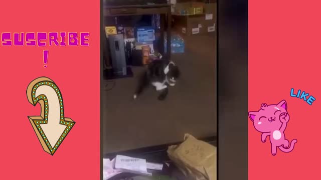 funny cats