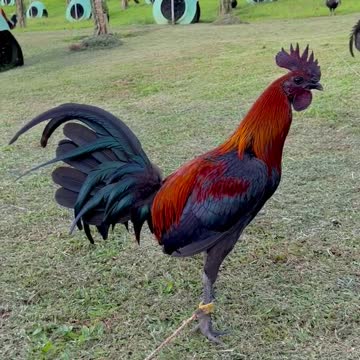 Beautiful Birds Melsims Black - Arl Gamefowl