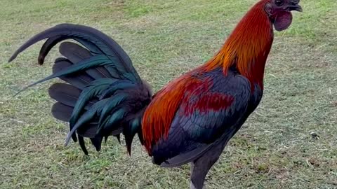 Beautiful Birds Melsims Black - Arl Gamefowl