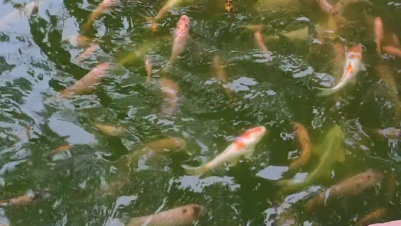 Colourful fish