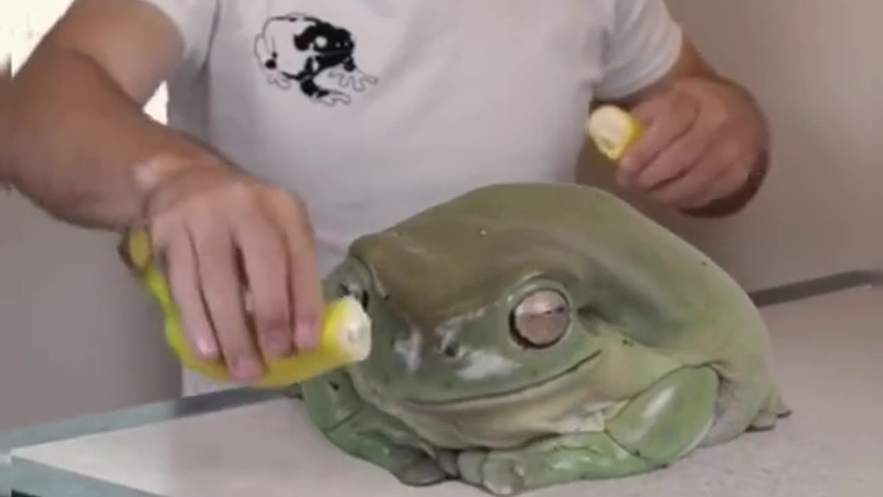 Big frog