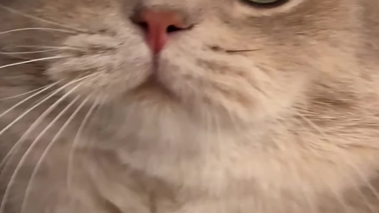 Cute meowing machine!!