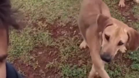 FUNNY CAT AND DOG VIDEO