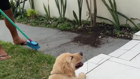fogão a bateria que blz