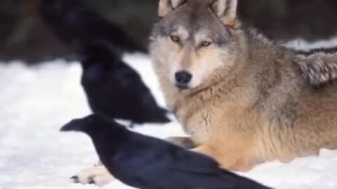 Wolves & Crows | Posted By VK