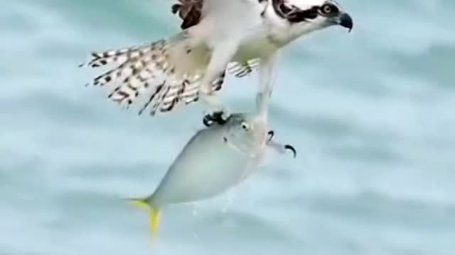 Top predator ospreys fish