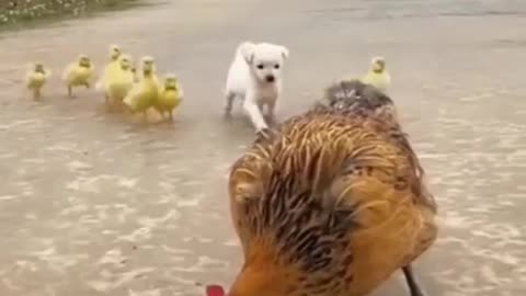 Dare To Be Different #shorts #viral #shortsvideo #video
