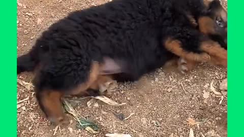 Smart Dog 27