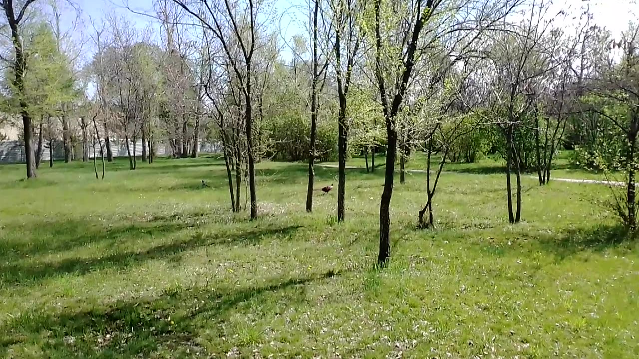 Pheasant in a city park in Almaty