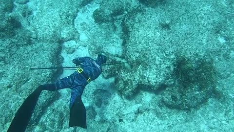 Spearfishing Lobster and grouper in the Bahamas.