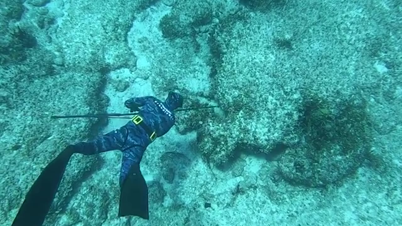 Spearfishing Lobster and grouper in the Bahamas.