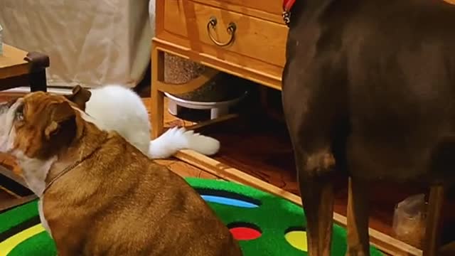 The everyday of a Doberman
