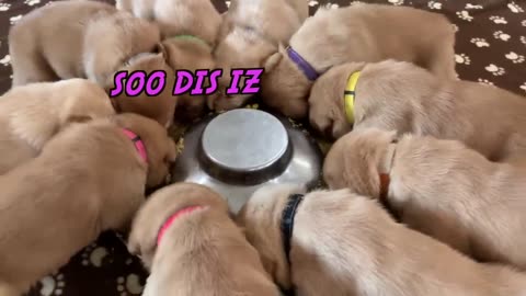 10 PUPPIES EAT THEIR 1ST MEAL!