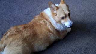 Corgi Thanksgiving