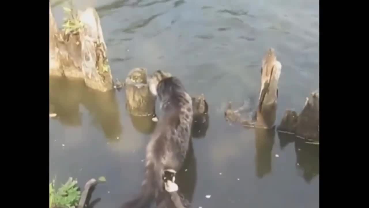 Cat Tried to Catch Fish at Park