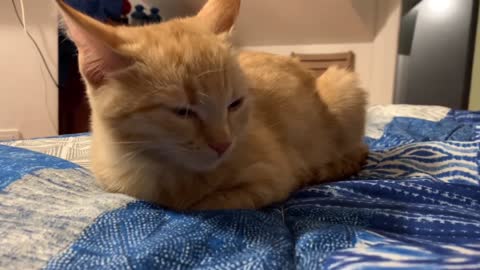 Immovable loaf