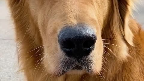 Help the dog play basketball, put a football in the basketball hoop