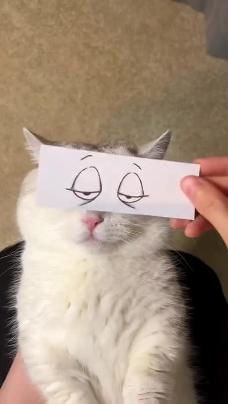 Cat Tries Different Faces! #catshorts #catlife #cuteanimals #veryshort