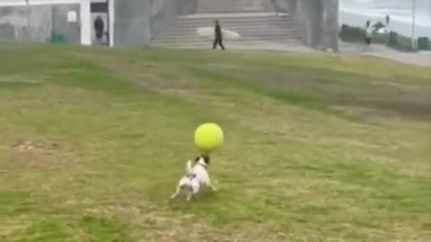 Doggy Has Time of His Life