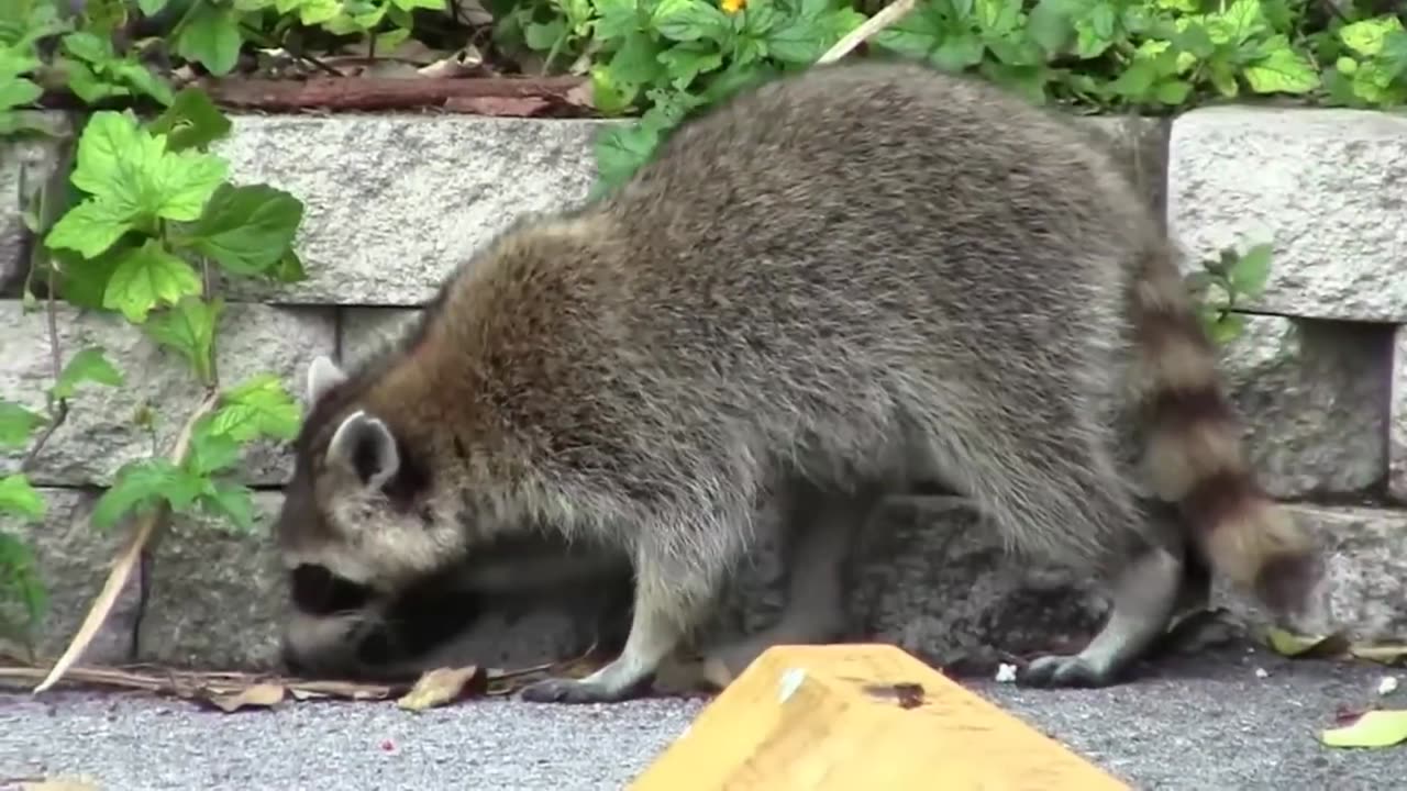 animals that should NOT be in the UK 10
